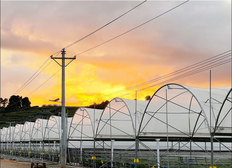 Harford Soft Fruit Cover multi-span tunnel structure at sunset