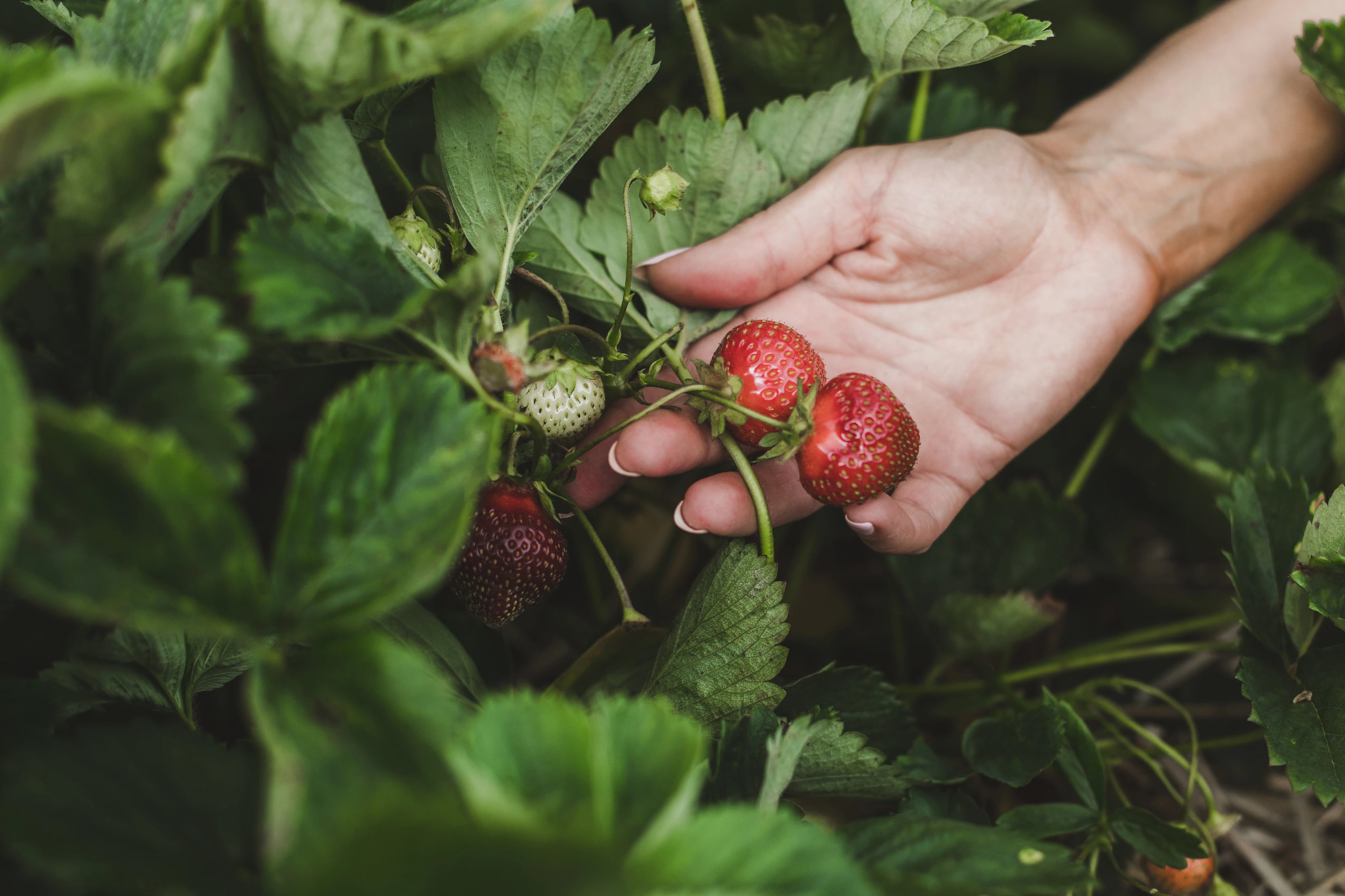 Commercial Greenhouses
