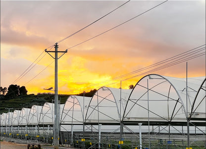 Harford Soft Fruit Cover multi-span tunnel structure at sunset