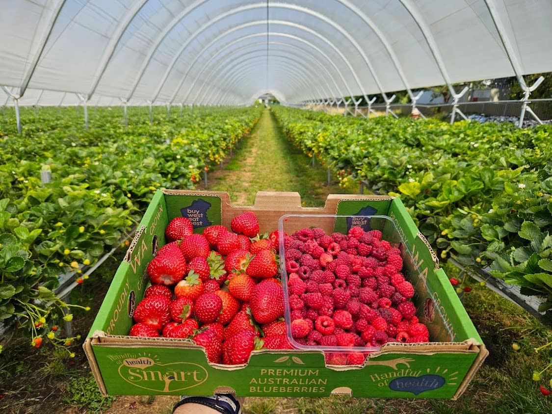 Strawberries and raspberries grown under a Harford Soft Fruit Cover tunnel