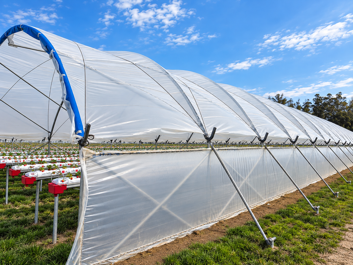 Harford Soft Fruit Cover gothic arch tunnel structure