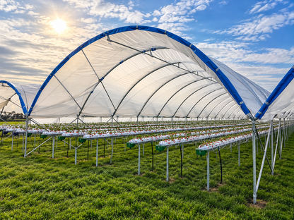 Harford Soft Fruit Cover tunnel with strawberry growing troughs