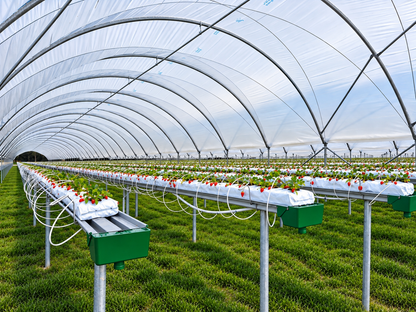 Side view of a Harford Soft Fruit Cover multi-span tunnel