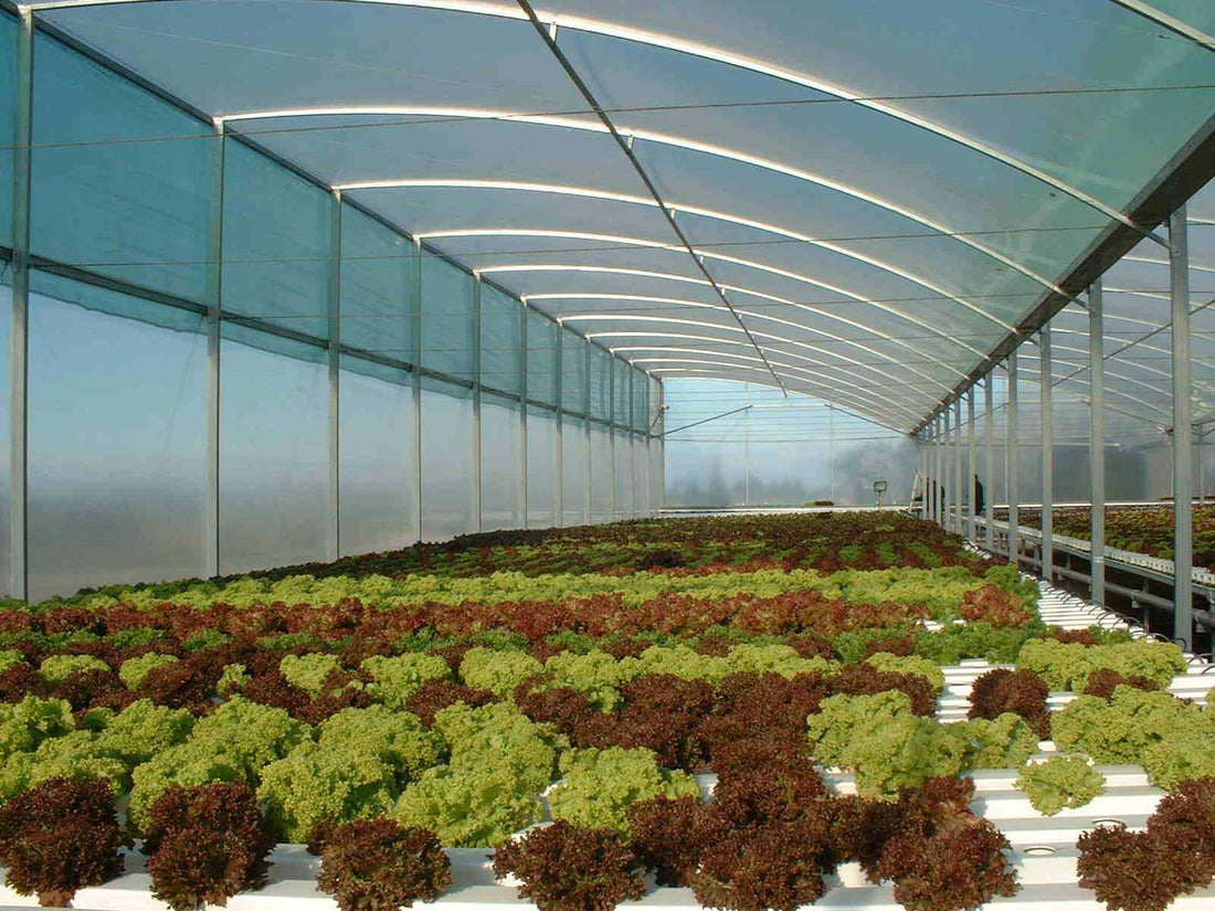 Hydroponic Nutrients
