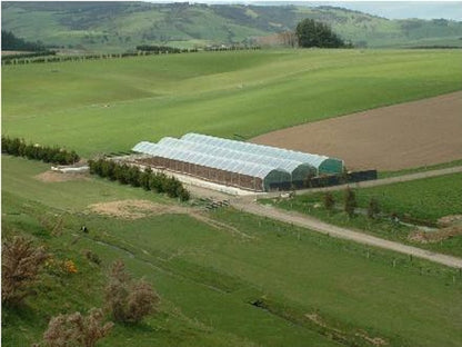 Crop Topper